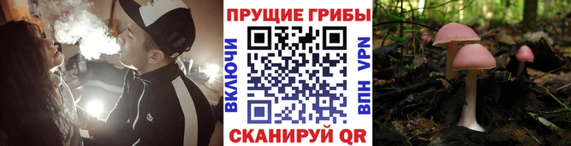сколько стоит  Чебаркуль  Псилоцибиновые грибы Psilocybe 
